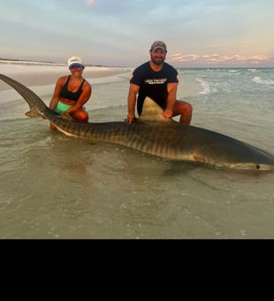 Contact us at 615-961-0794 for our opening on the 12th due to cancellations. Bite is at its peak right now big sharks being caught every night.