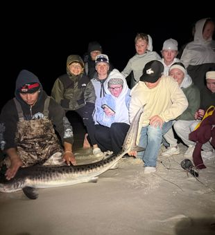 Beautiful juvenile tiger shark