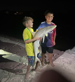 These blacknose sharks are actually pretty good eating. We do clean the sharks if it is of legal size and your party is wanting to keep one. Contact us at 615-961-0794 to book. We have some availability in July. 