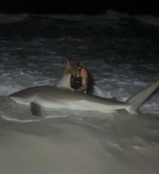 Go ahead and book your fall dusky shark trip!
The season starts in October where we can consistently target these awesome pelagic sharks from shore!
Until then we will be targeting bull sharks, lemon sharks, greater hammerheads and a variety of smaller species. 