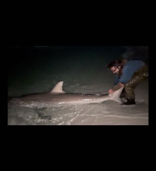 The fall Dusky shark run has started! Book now for an opportunity at this pelagic shark!