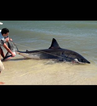 Drop Zone Shark fishing did it again! 2 Great White sharks in the same day again. We are the first to ever catch 2 in the same day in FL and we did it twice this year. Contact at 615-961-0794 for a chance to catch a shark like this.