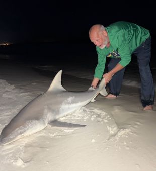 Multiple sharks being caught every night right now 