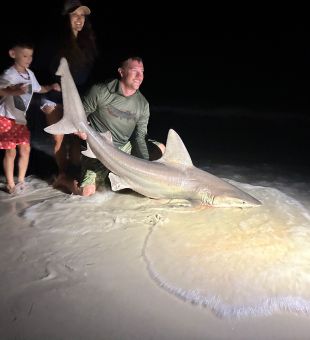 1 of 4 sharks from last night