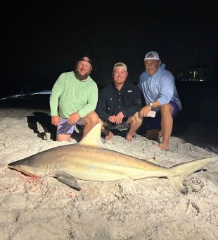 Full grown black tip shark