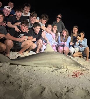 Rare adult Gulf Spinner Shark! This is our rarest catch of the year ahead of our Great White Sharks so far!
Contact at 615-961-0794 for a chance at a rare shark like this! April is filling up fast.