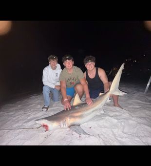 Stud black tip shark