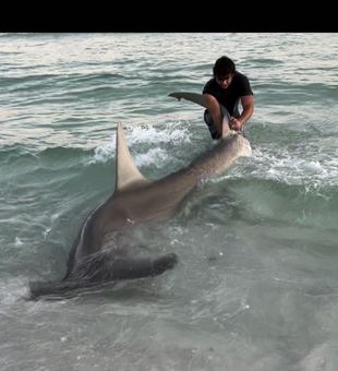 2 giant Hammerheads caught yesterday. We are open the 31st and June 6th. Book now before June and July get filled all the way up. 