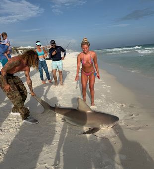 Bite is on fire contact us at 615-961-0794 to book a beach shark fishing charter. 