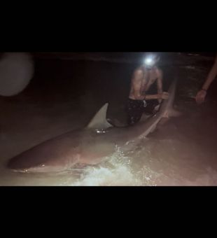 Big bull shark