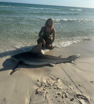 Lots of BIG sandbar sharks around with some great white and mako shark by catch occasionally this week. 