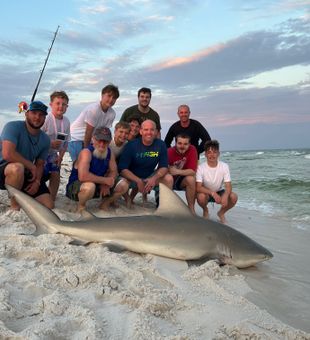 So many big sharks around right currently 