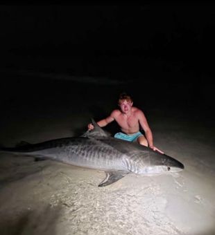 1 of 2 beautiful gulf tiger sharks from last night 