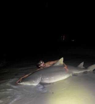 Potential world record sized lemon shark caught with 4 other bull sharks tonight 