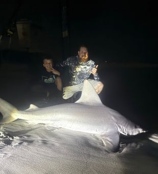 Massive sandbar shark landed in Destin waters!