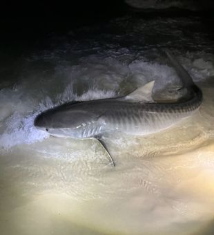 9 foot tiger shark. Still a skinny guy.