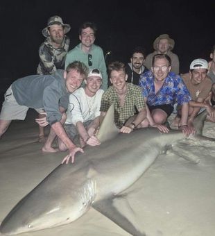 Monster shark landed in Destin FL waters!