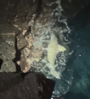 Rare Grey Reef Shark Drop Zone Shark Fishing caught on a cliff fishing expedition off Pacific Islands. 
We are home now and taking trips in the Florida Panhandle. 
March is already fully booked so contact us at 615-961-0794 to book for April. 