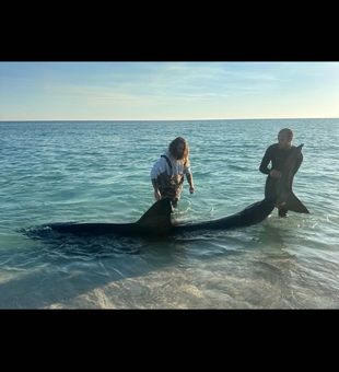 2nd great white shark in 1 day. This one was over 14 foot. These 2 fish combined are the most weight from 2 fish ever caught in the same day in Florida. 