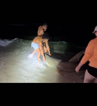 Releasing a greater hammerhead 