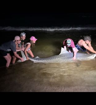 So many big sharks around right now!