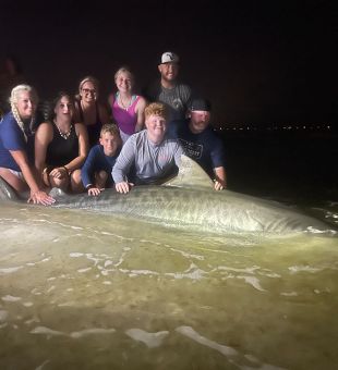 Tiger sharks are still here thick