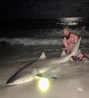 Nice looking lemon shark