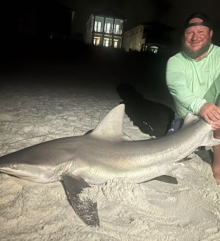 3 species of shark last night 