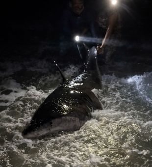 Opening tomorrow afternoon at 7 PM due to a cancellation. Contact at 615-961-0794 if you are interested. The bite is on fire right now.