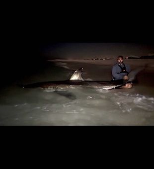 15 foot great white shark our client reeled in this weekend along with another 13 footer and some sandbar sharks. 