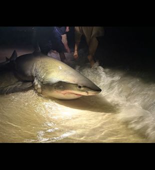 Another massive great white shark caught from Florida beach on a fishing charter