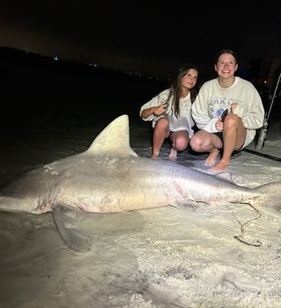 Massive sandbar shark landed in Destin FL!