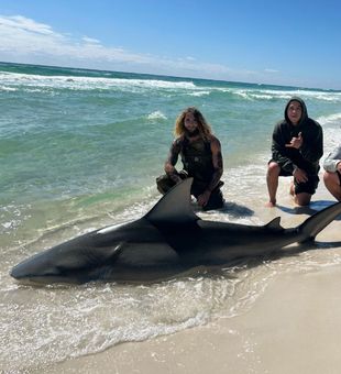 Fall bull sharks are starting to show up