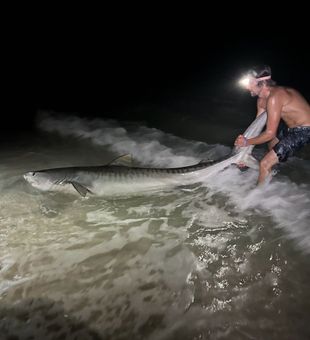 Tiger sharks are showing up in massive numbers. We have some available dates in July if you want to catch these amazing sharks. Contact me at 615-961-0794 if you have any questions 