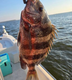 Striped — bold Sheepshead beauty!