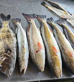 Fresh Biloxi redfish ready for the cooler!