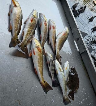 Redfish and speckled trout success in D'Iberville waters!