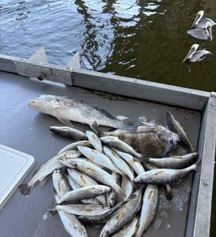 Action-packed speckled trout and black drum haul on this inshore fishing trip