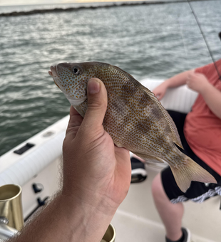 Deep sea adventure lands a prized Pigfish!
