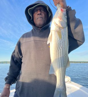 Striped bass action!