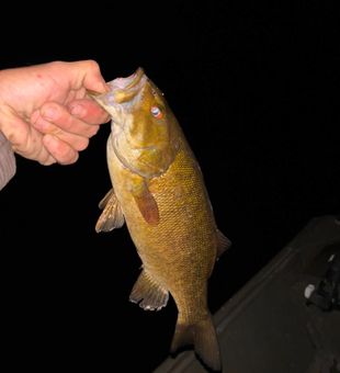 Nice smallmouth bass from Newaygo County Michigan waters!
