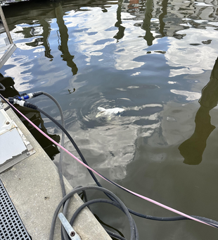 Fish swimming near the dock in Biloxi waters.