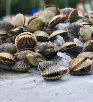 Scallop Trip in the Shores of Hernando Beach