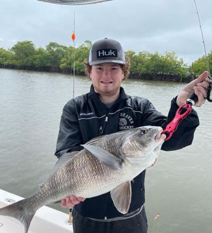Black Drum Adventures In Everglades City FL