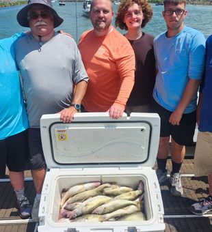Walleye limit trolling Lake Erie Ohio