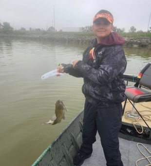 Catfish reeled in - Marblehead, OH.