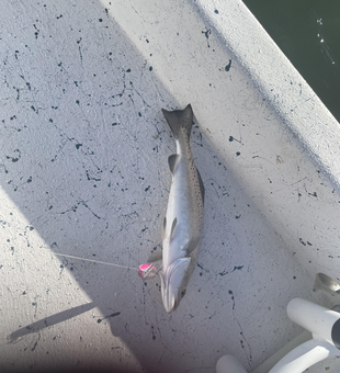 Huge Spotted Weakfish reeled in during a perfect day at Crystal Beach!