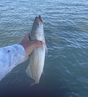Jigging for Spotted Weakfish on a clear day in Crystal Beach!