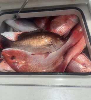 Fresh grey snapper from Lafitte waters!