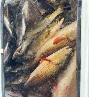 Quality Redfish & Speckled Trout Catch
